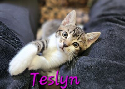 Teslyn