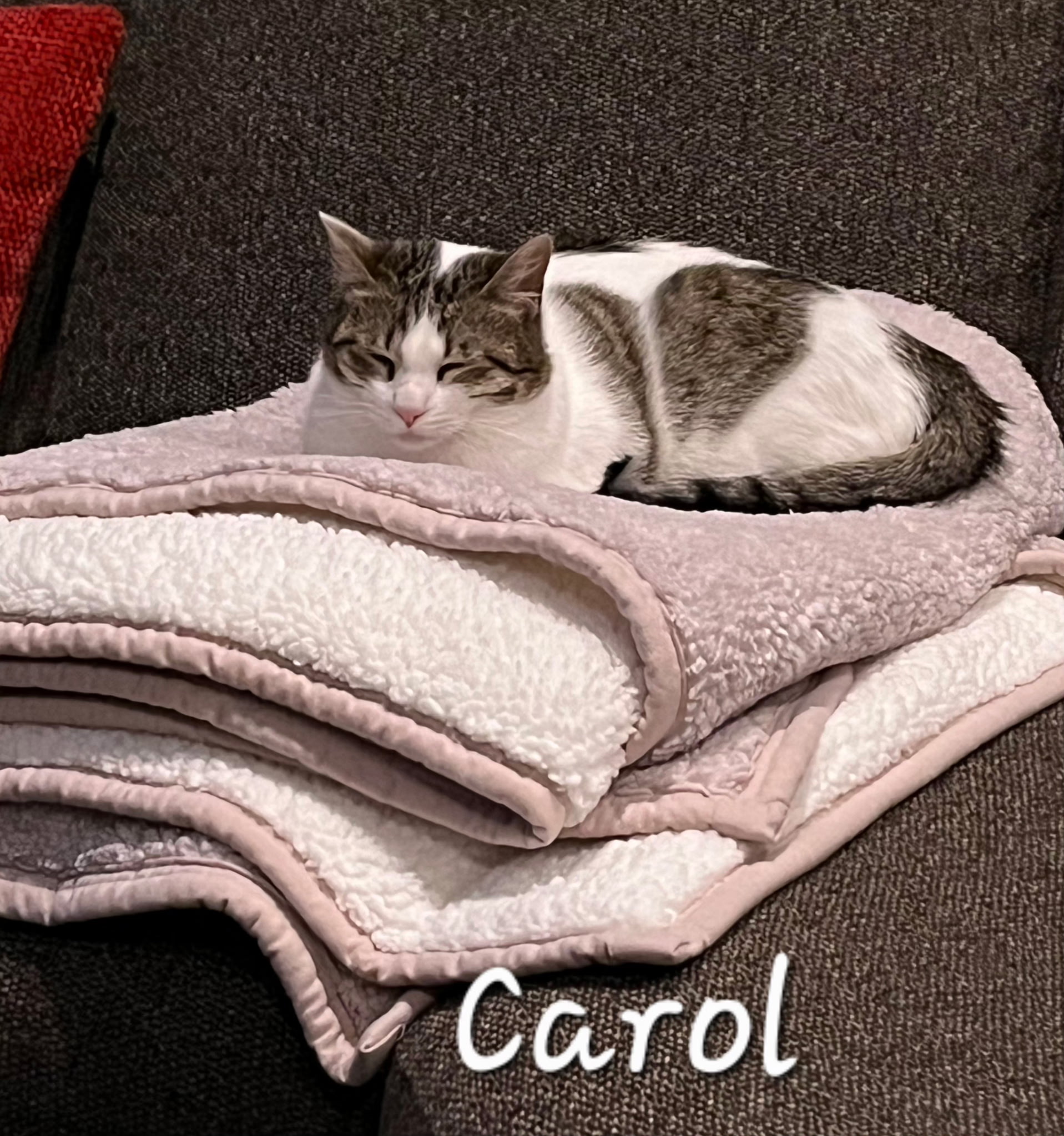 Carol 2 May 4, 2026 - Nicole