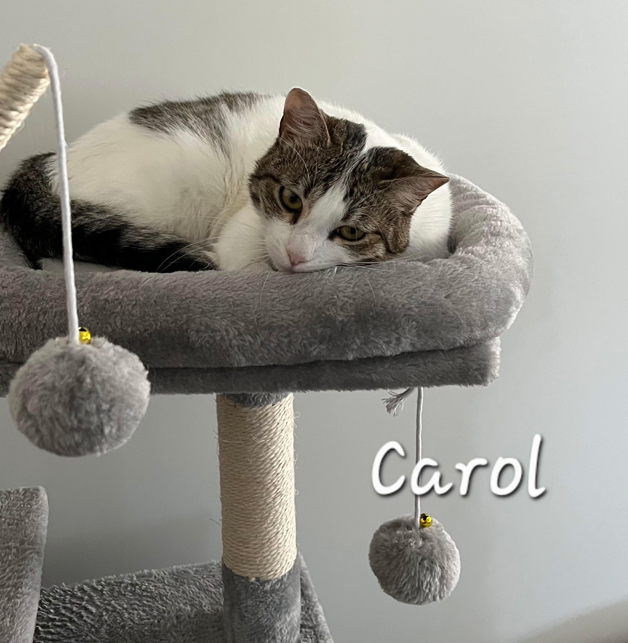 Carol 3 May 4, 2026 - Nicole